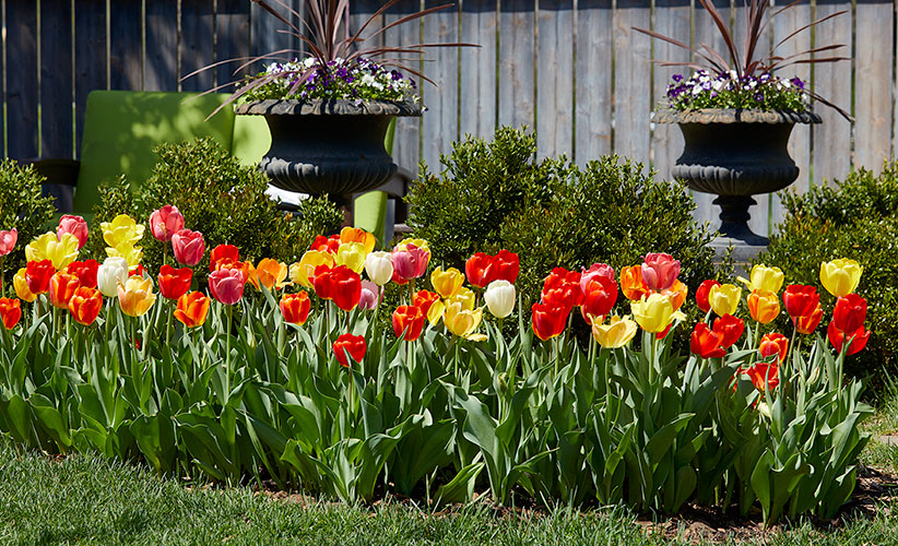 Tulips in a garden