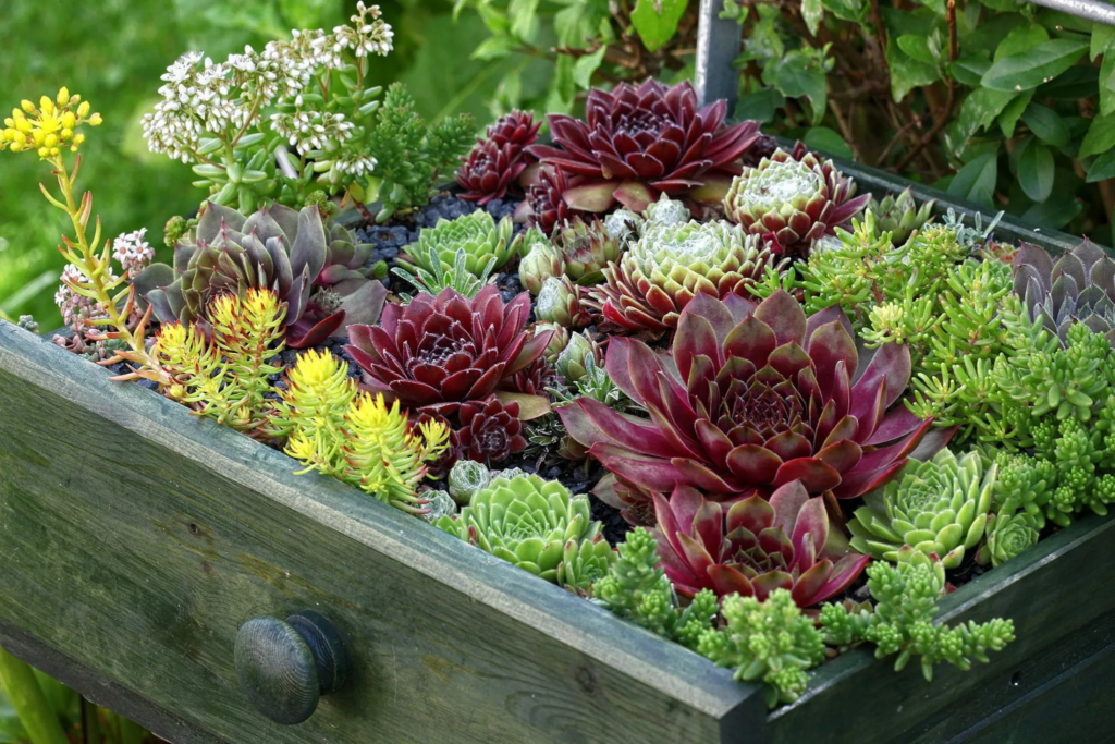 sempervivums