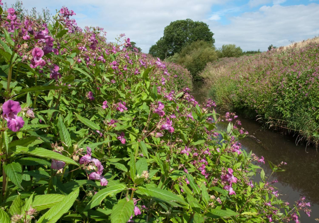 Himalayan balsam